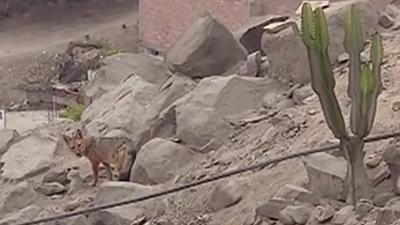 Fox bought as a dog roams Lima residential area in Peru