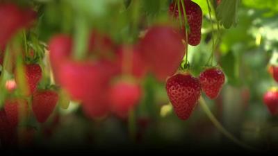 strawberries