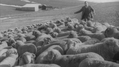 A man with a herd of sheep