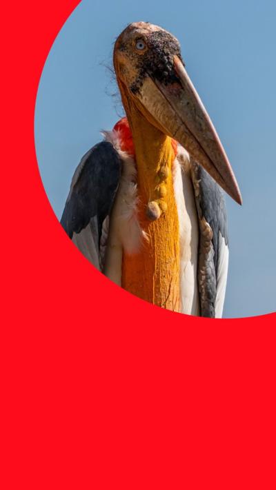 An adjutant stork