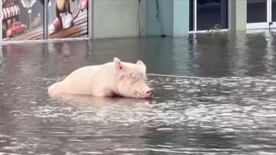 A pig tied by a rope around its chest lies in floodwater