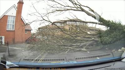 Fallen tree seen through windscreen