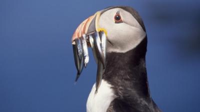 Puffin