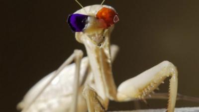 Insect in 3D glasses