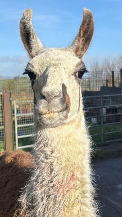 A brown and white Llama looking at the camera. Behind him is a wire fence and gate with fields in the background