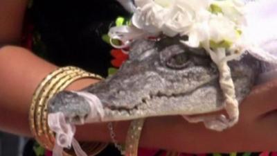 Crocodile dressed for marriage ceremony