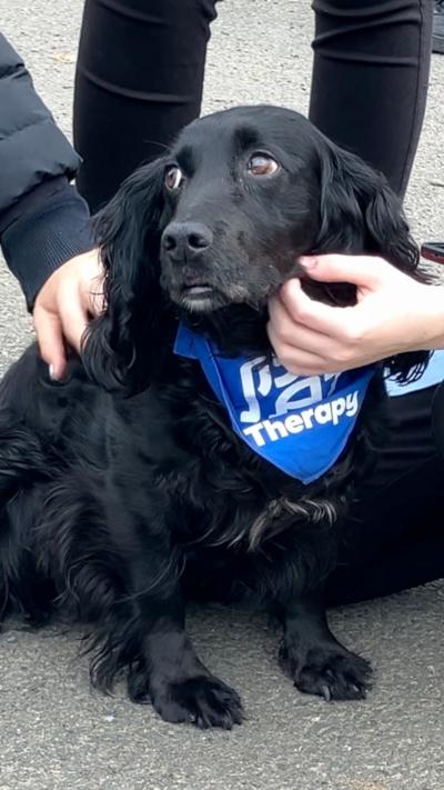 A black, long-haired spaniel sitting on a pavement wearing a bright blue “Therapy” vest, looking up with wide eyes while two people gently hold and pet its head.