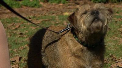 Westminster dog of the year contestant