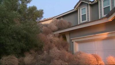 A house covered in tumbleweed