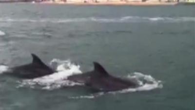 Dolphins filmed by Daisy Blake