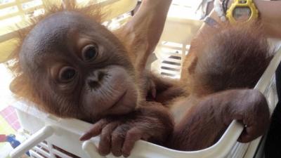 Two baby orangutans sit in a basket after they was rescued in Bangkok, Thailand, Thursday, Dec. 22, 2016