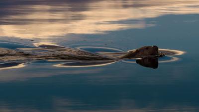 Otter in water in Shetland