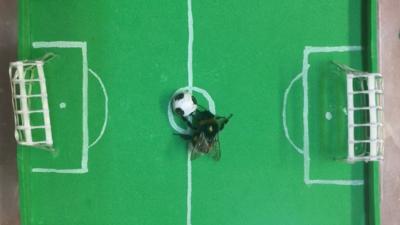 A bee alongside a small ball on a small replica of a football pitch