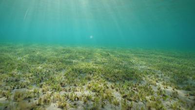 underwater picture of seabed with patchy seagrass