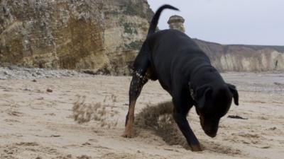 Diego the dog digging on a beach.