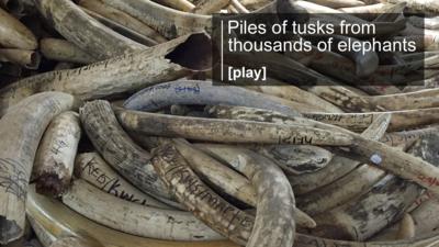 Confiscated ivory in Kenya