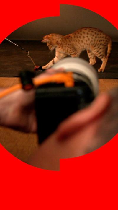 A close up of a man looking through a camera at a cat playing with a toy in the backgrounf