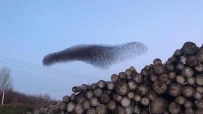 Starling murmuration