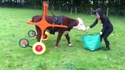 Duke the bullock learning to walk using a wheelcart