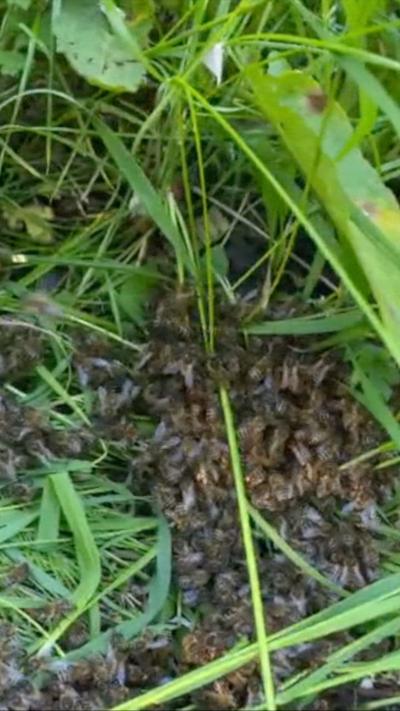 Large group of bees in vegetation