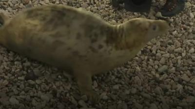 One rescued seal pup