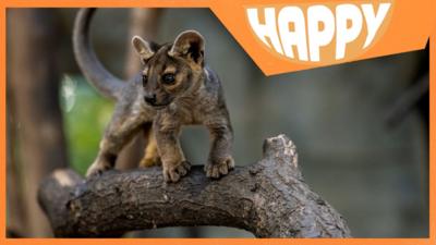 A fossa cub and the Happy logo