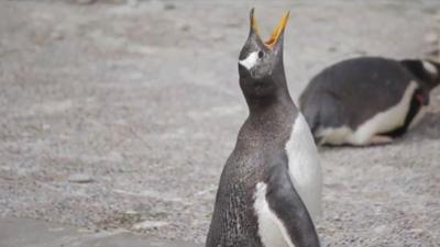 Penguin