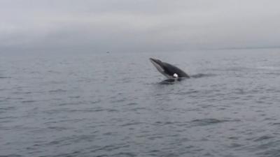 Christopher McFerran took this video of a whale powering its way through the Irish Sea near Portavogie.