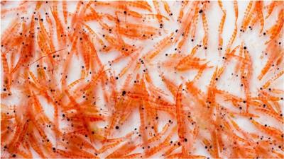 Krill