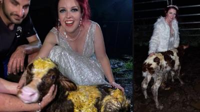 Bride in wedding dress holding newborn calf