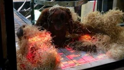 Orangutans at Melbourne Zoo are playing interactive videogames as part of a world-first enrichment program.