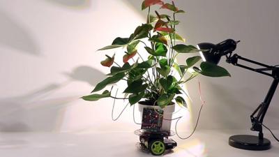 A 'cyber-plant' on wheels next to a desklamp