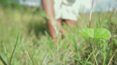 Plants