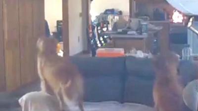 Video shows the moment a dog started a small fire in a Massachusetts home.