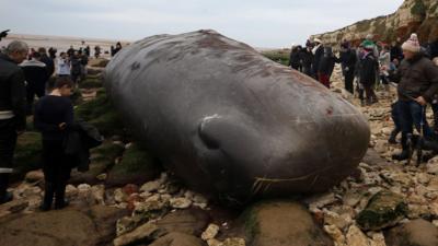 A dead 50ft (14.5m) young adult male sperm whale beached in Norfolk. Sunday January 24, 2016