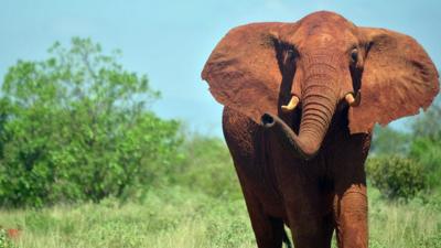 African elephant