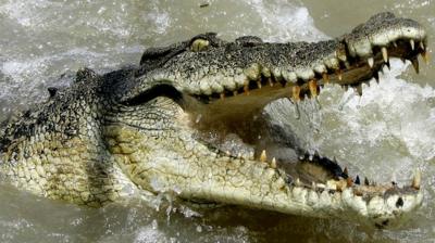 Saltwater crocodile