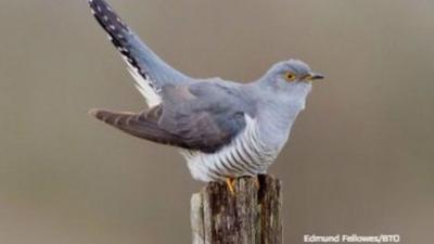 A cuckoo perches on a piece of wood