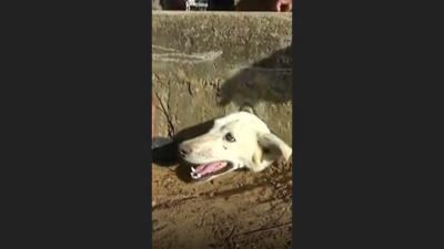 Dog stuck in hole