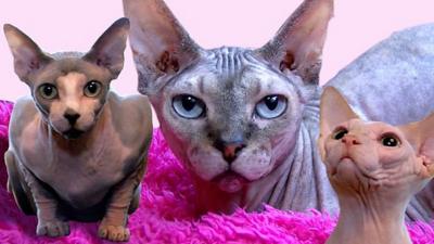 Sphynx cats