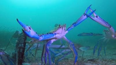 Crabs fighting over underwater bait