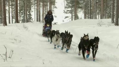 Dogs pulling a sled through the snow