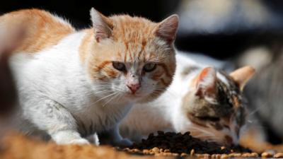 Cats in Istanbul