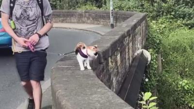 Mike walking his cat