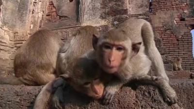 Macaque monkeys in Thailand