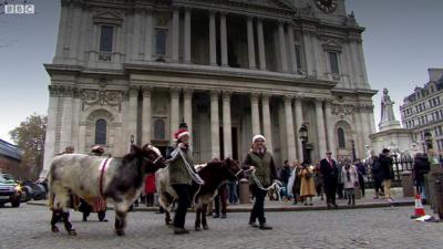 Cows in London