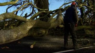 Fallen tree