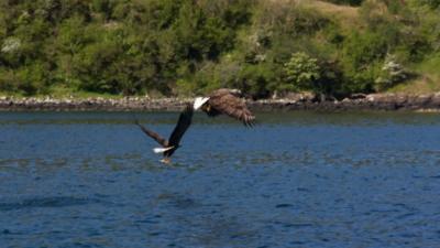 White-tailed sea eagles