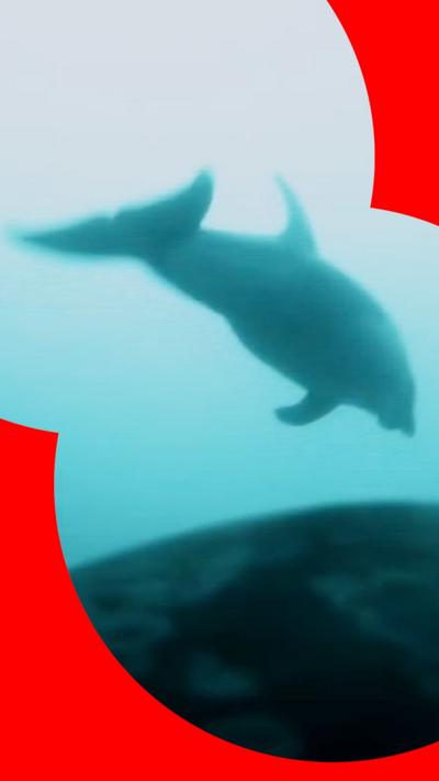 Dolphin