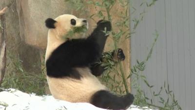 A giant panda chews bamboo leaves.